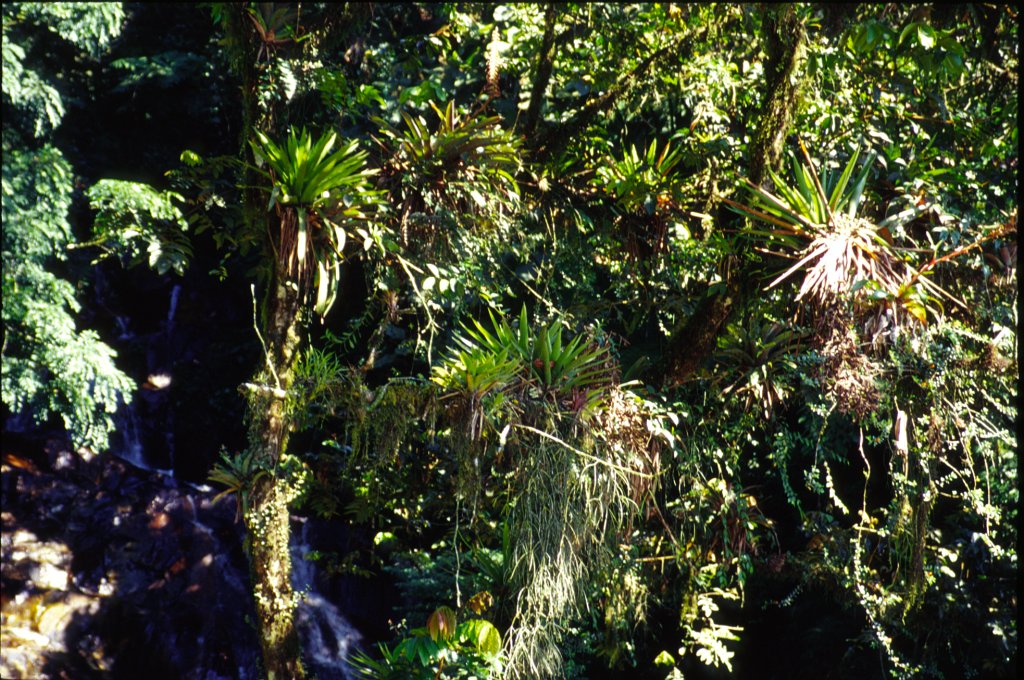34 - EPIPHYT IN BAUMKRONE.png